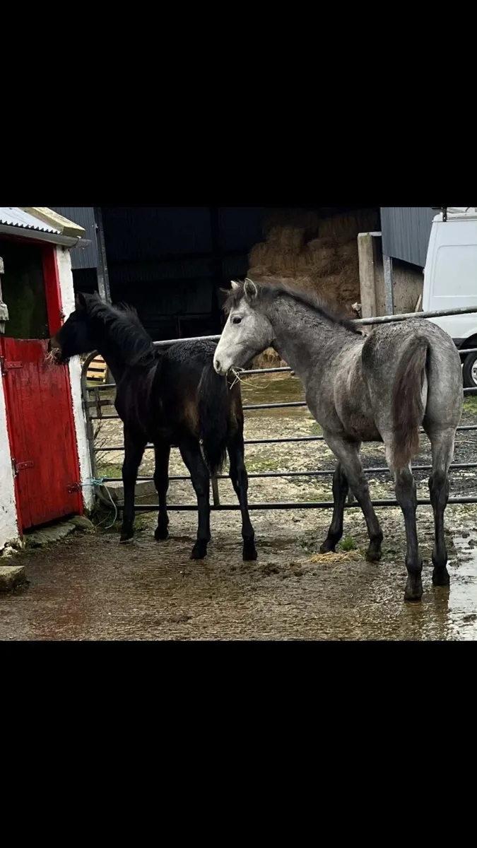Registered Connemara colt foal - Image 1