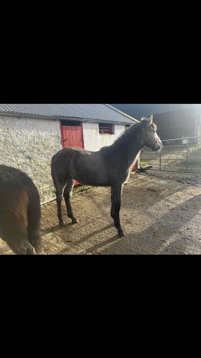 Registered Connemara colt foal - Image 2