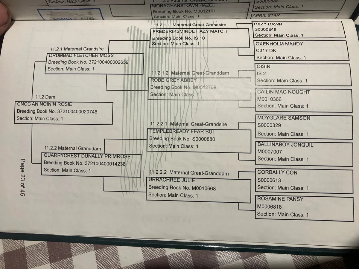 Registered Connemara colt foal - Image 4