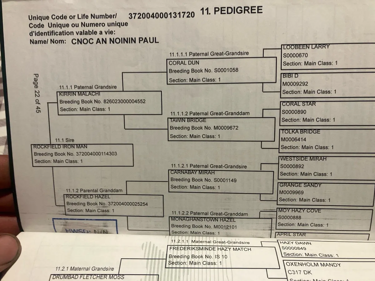 Registered Connemara colt foal - Image 3