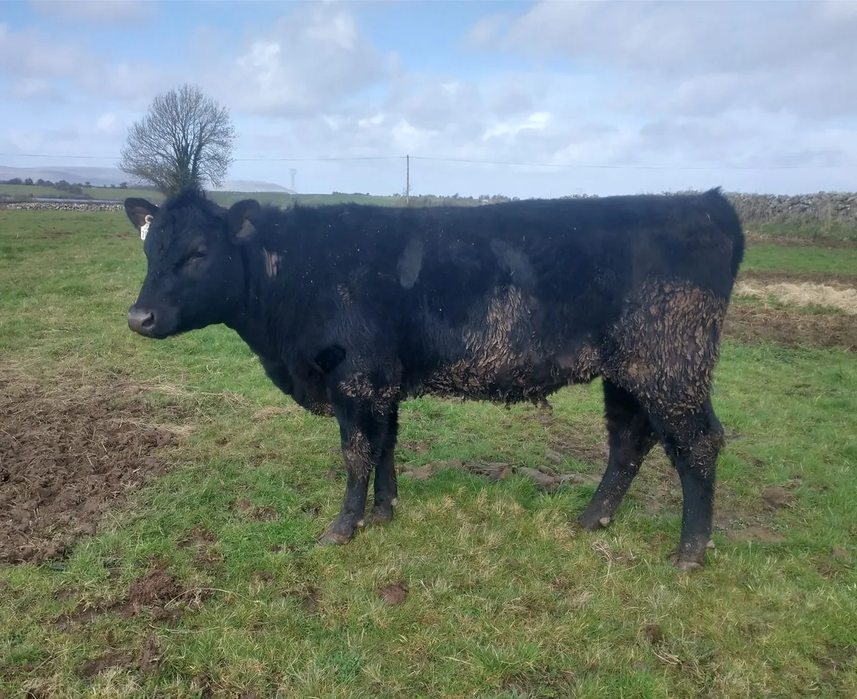 Super 5 ⭐Angus Heifer - Image 3
