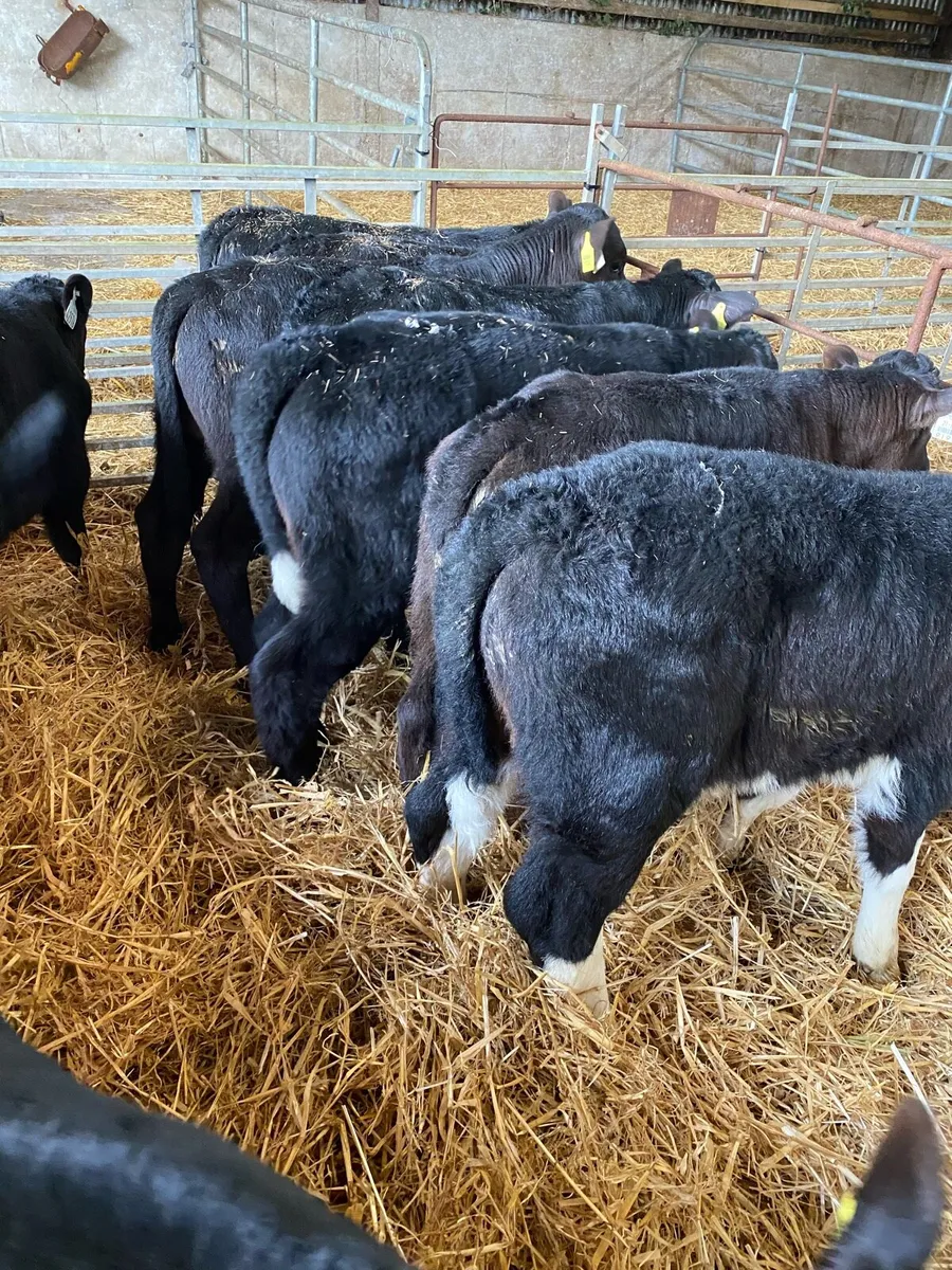 🌟TOP Quality BULL CALVES 🌟 - Image 2