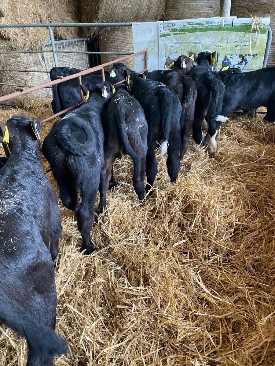 🌟TOP Quality BULL CALVES 🌟 - Image 3