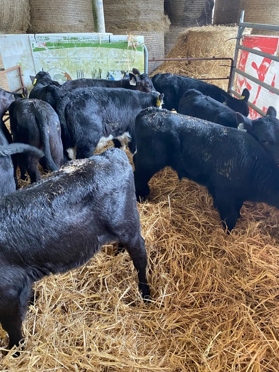 🌟TOP Quality BULL CALVES 🌟 - Image 4