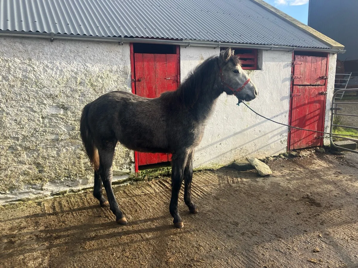 Registered Connemara colt foal - Image 1