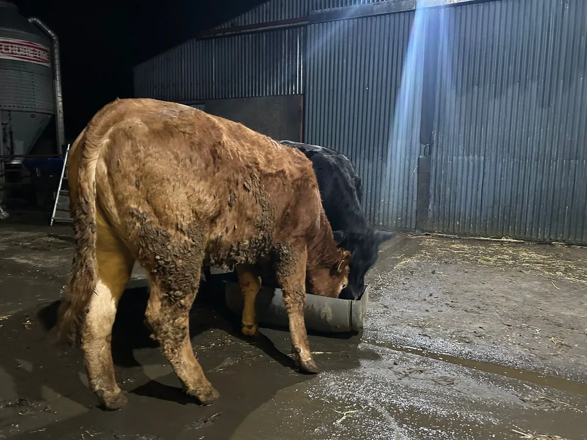 Carnaross Day Mart Thursday 12 March - Image 2