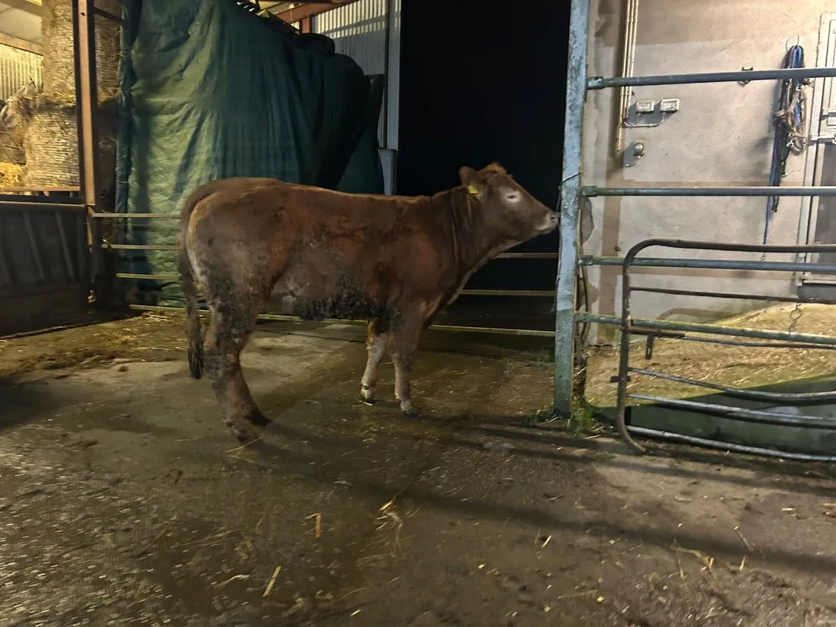 Carnaross Day Mart Thursday 12 March - Image 3