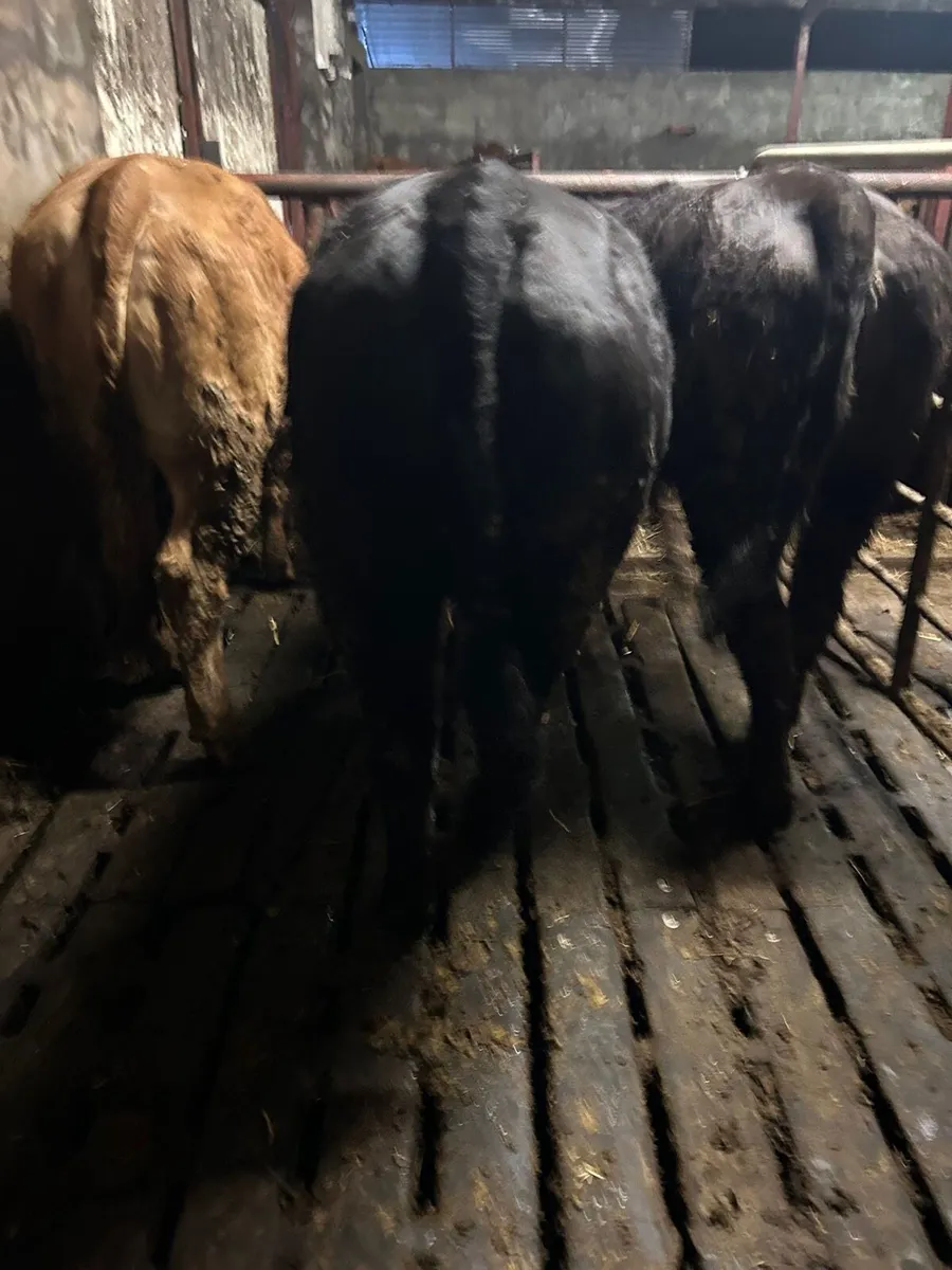 Carnaross Day Mart Thursday 12 March - Image 4