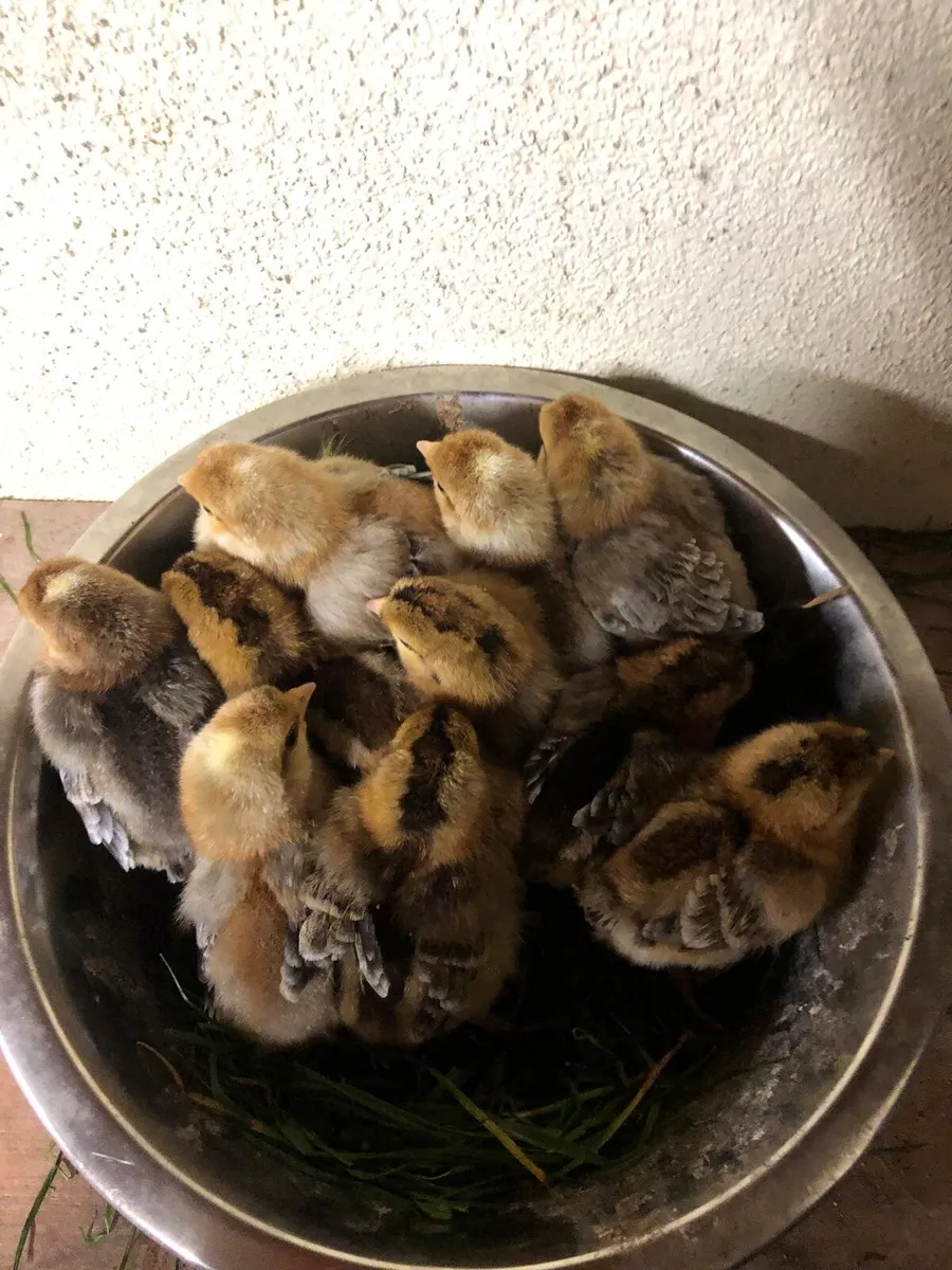 Chicks,Hatching eggs and hens - Image 2