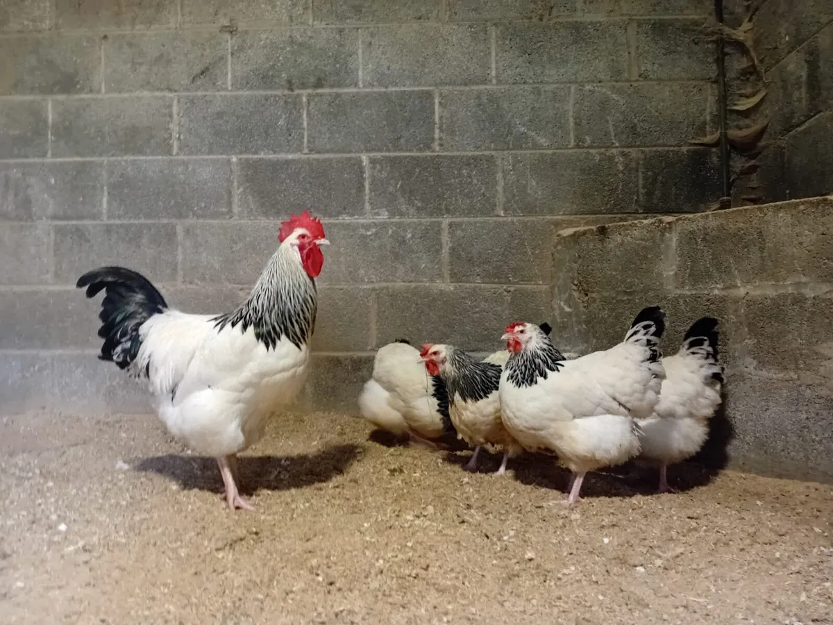 Chicks,Hatching eggs and hens - Image 1