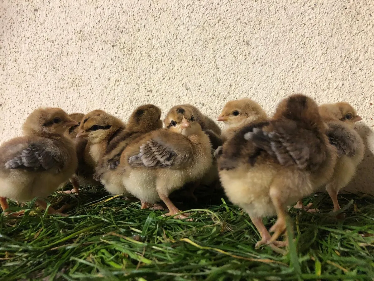 Chicks,Hatching eggs and hens - Image 4