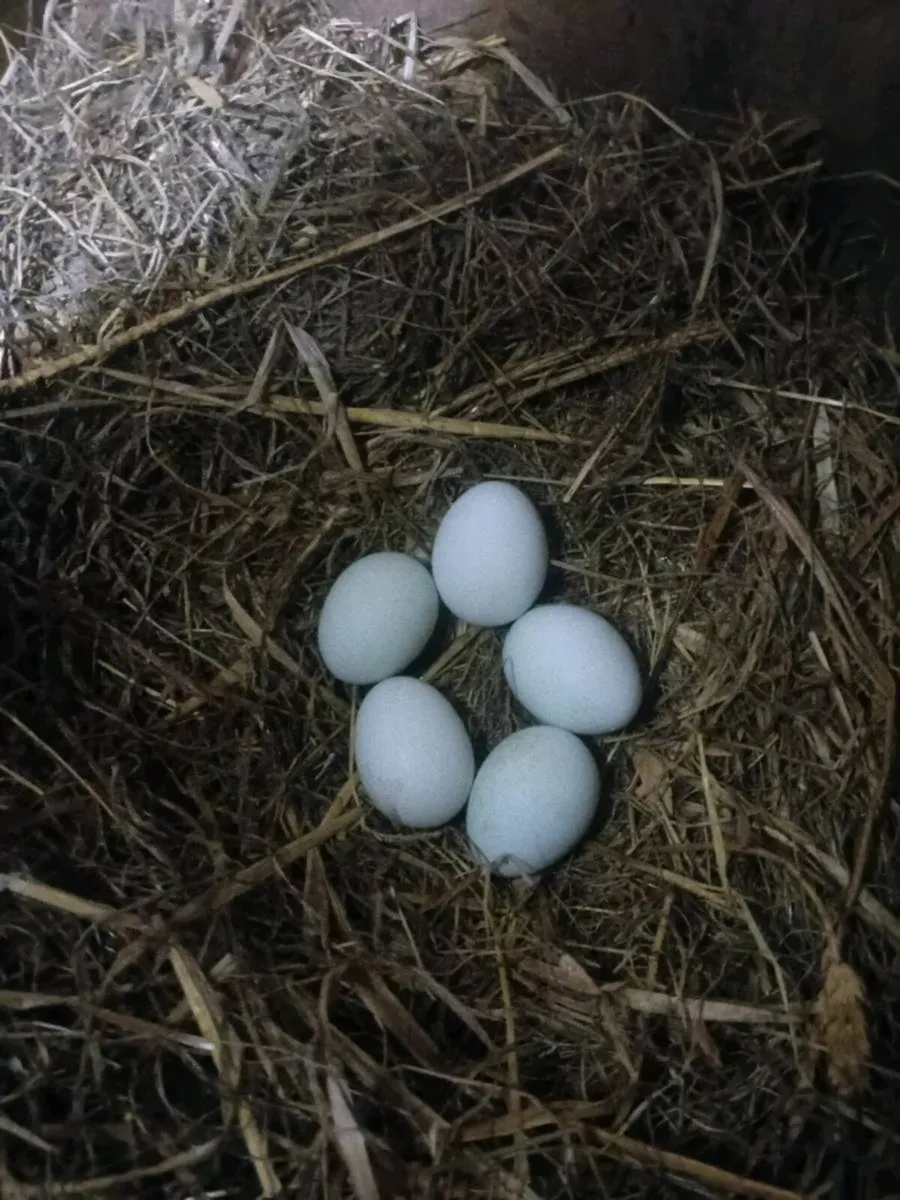 Chicks,Hatching eggs and hens - Image 3