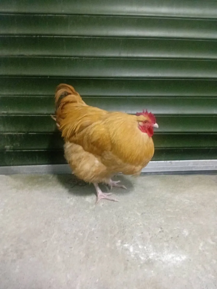 Chicks,Hatching eggs and hens - Image 4