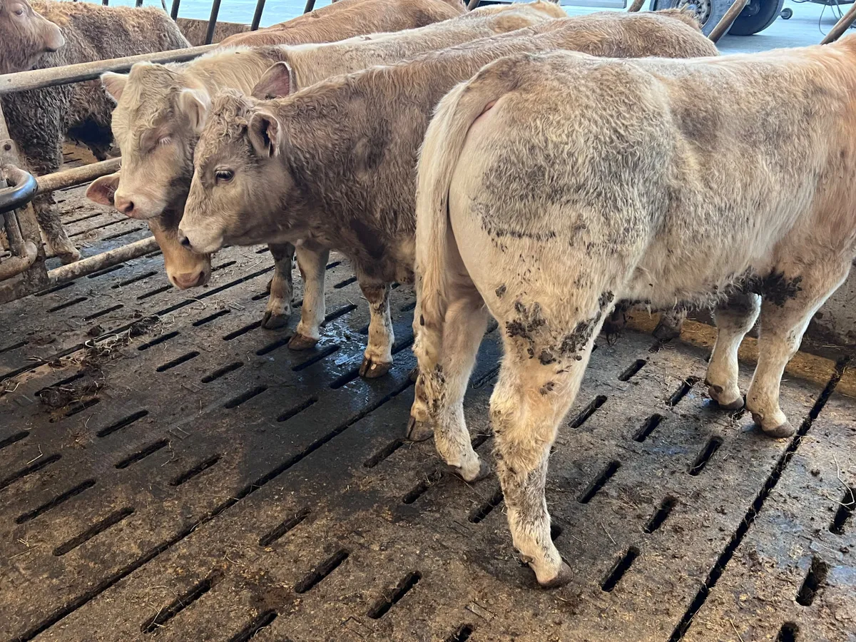 The Special Ones ❌ Bullocks ❌ - Image 3