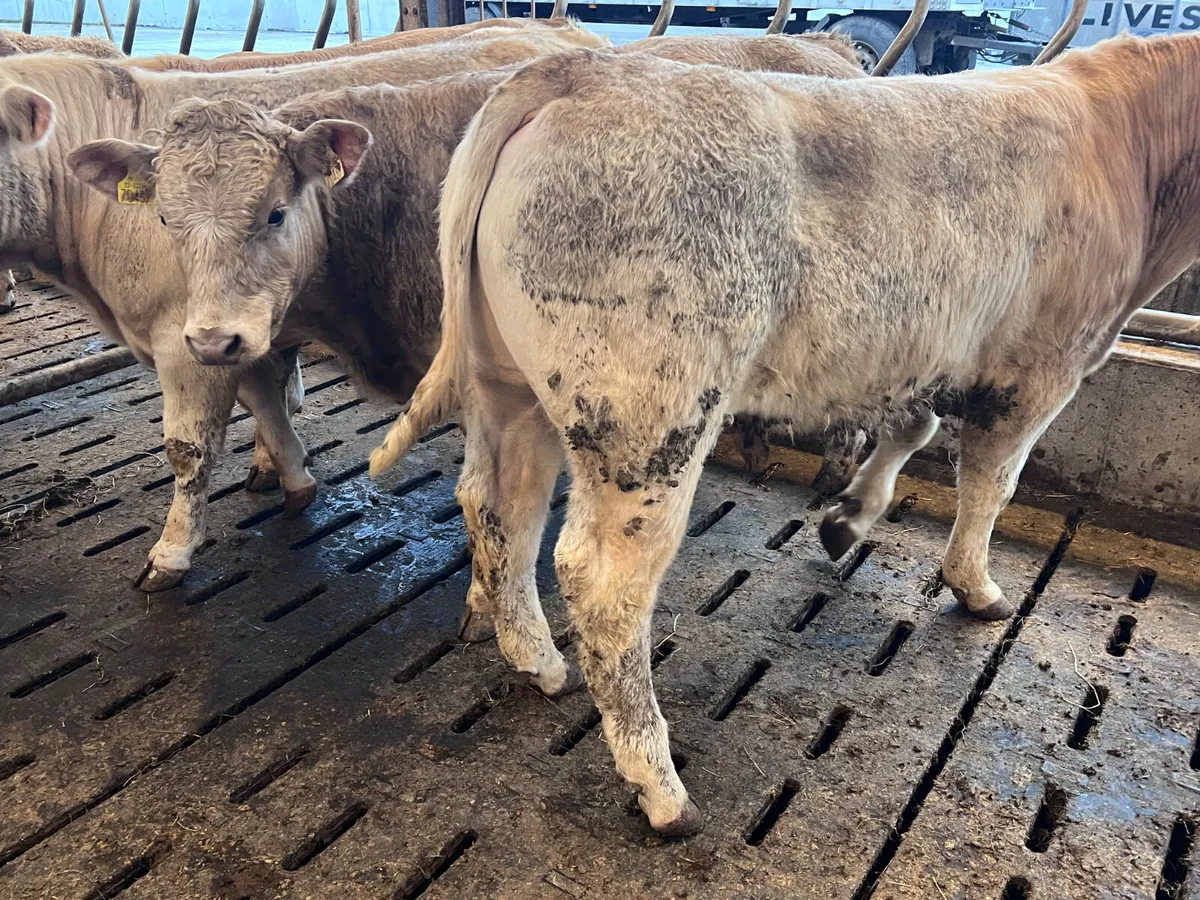 The Special Ones ❌ Bullocks ❌ - Image 4