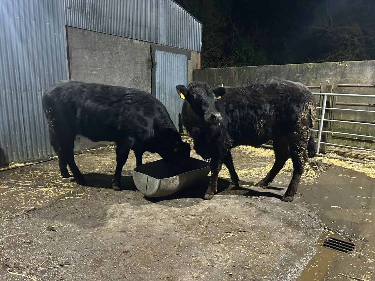 Carnaross Day Mart Thursday 12 March - Image 1