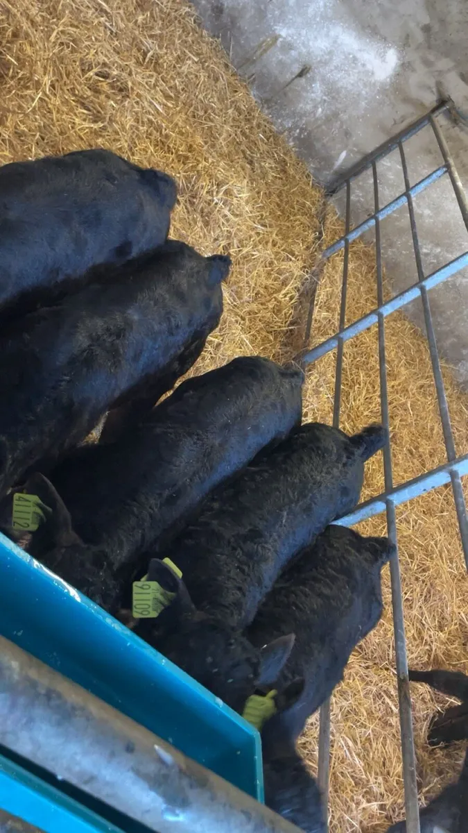 Limousin bull calves - Image 1