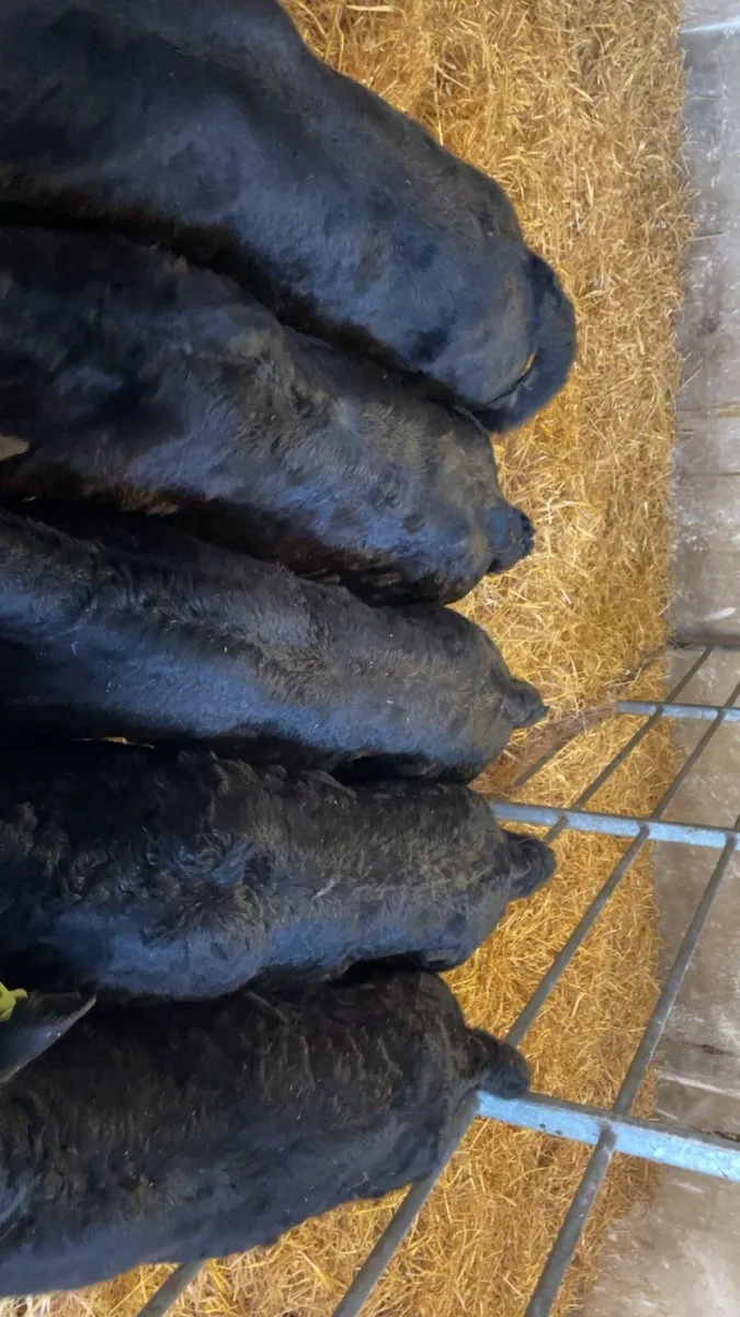 Limousin bull calves - Image 2