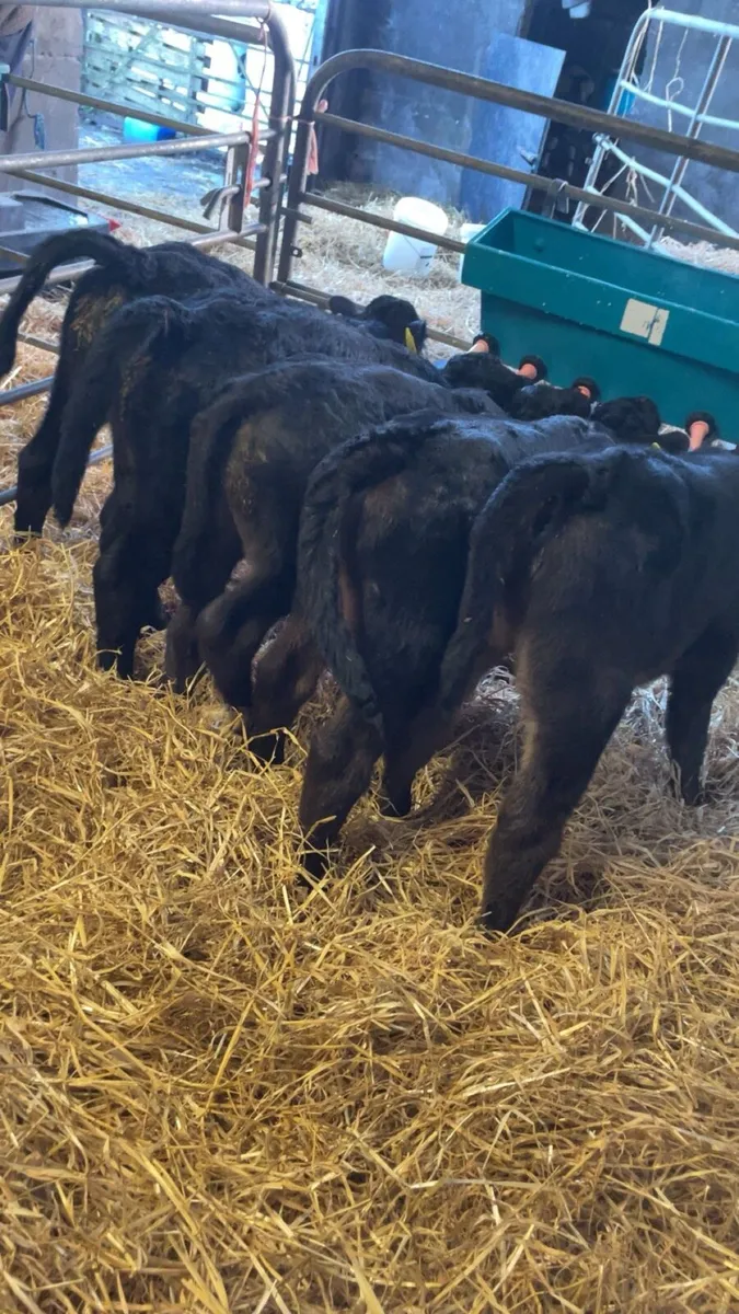 Limousin bull calves - Image 3