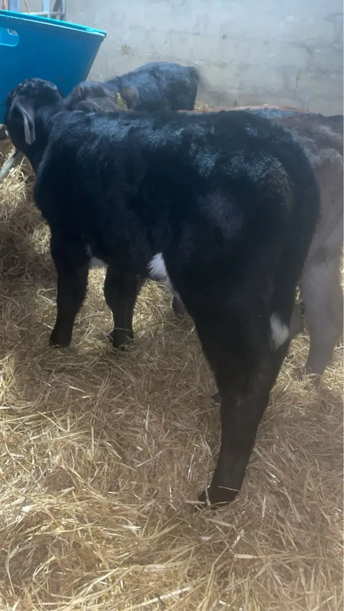 Limousin bull calves - Image 4