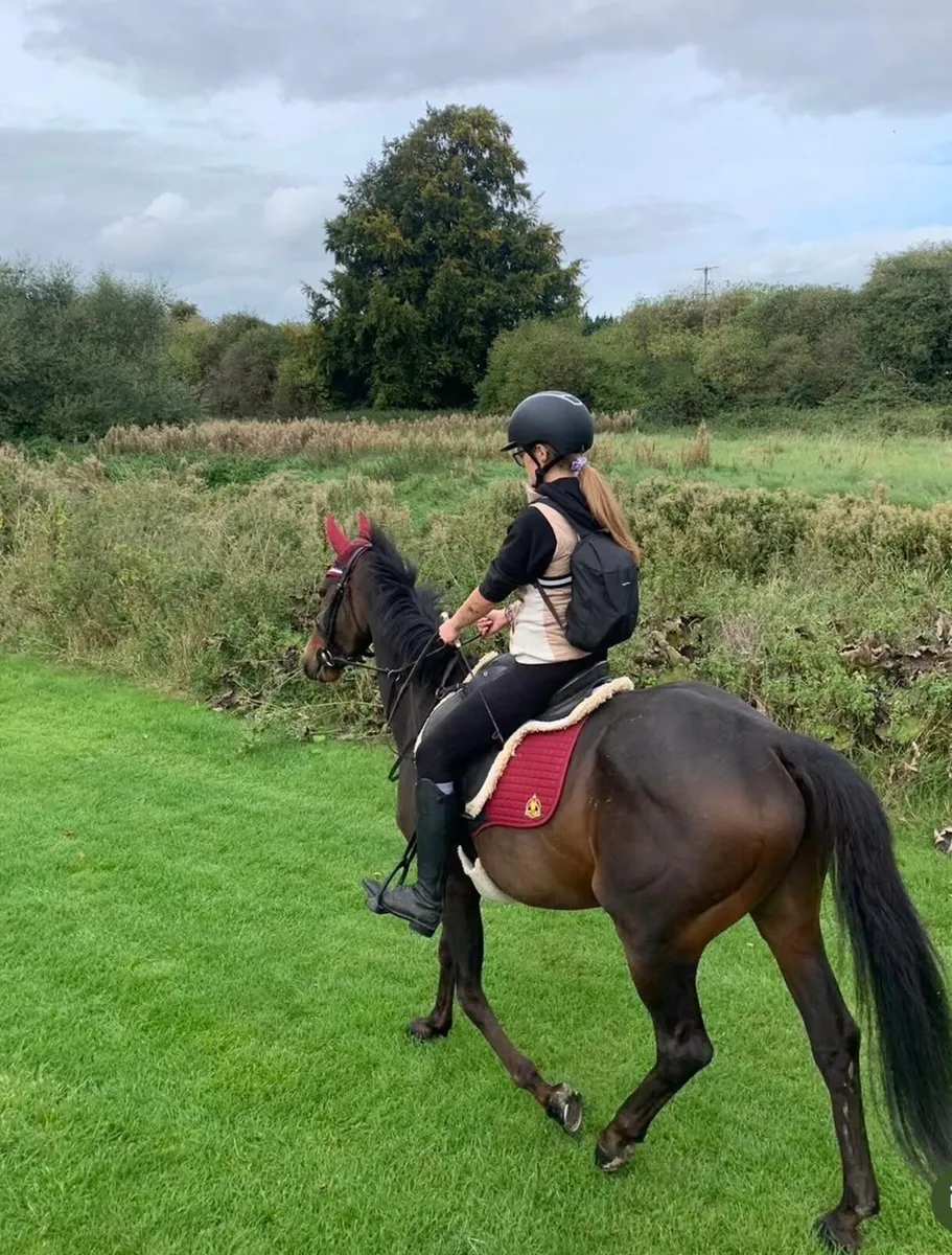 16h gelding - Image 4