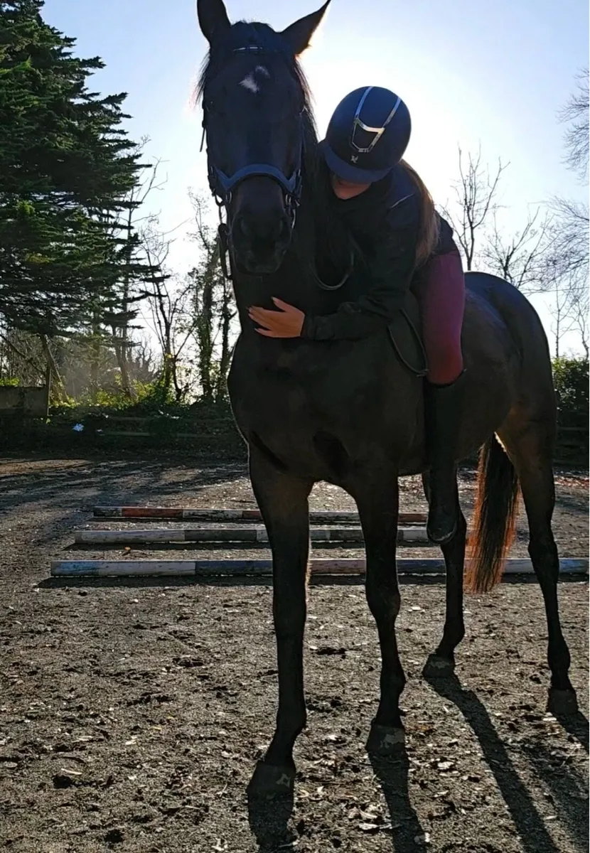 16h gelding - Image 3