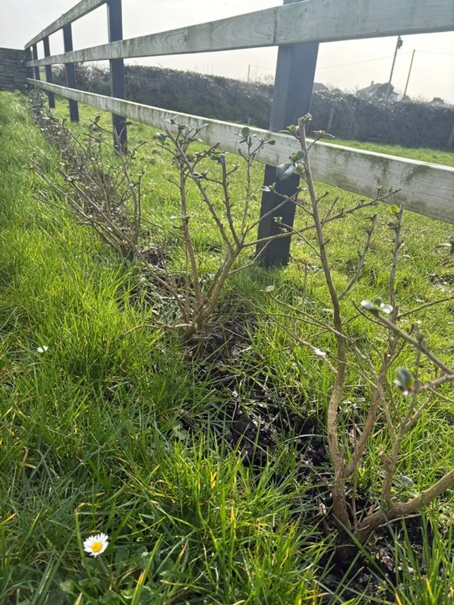 Escallonia Hedge - Image 3