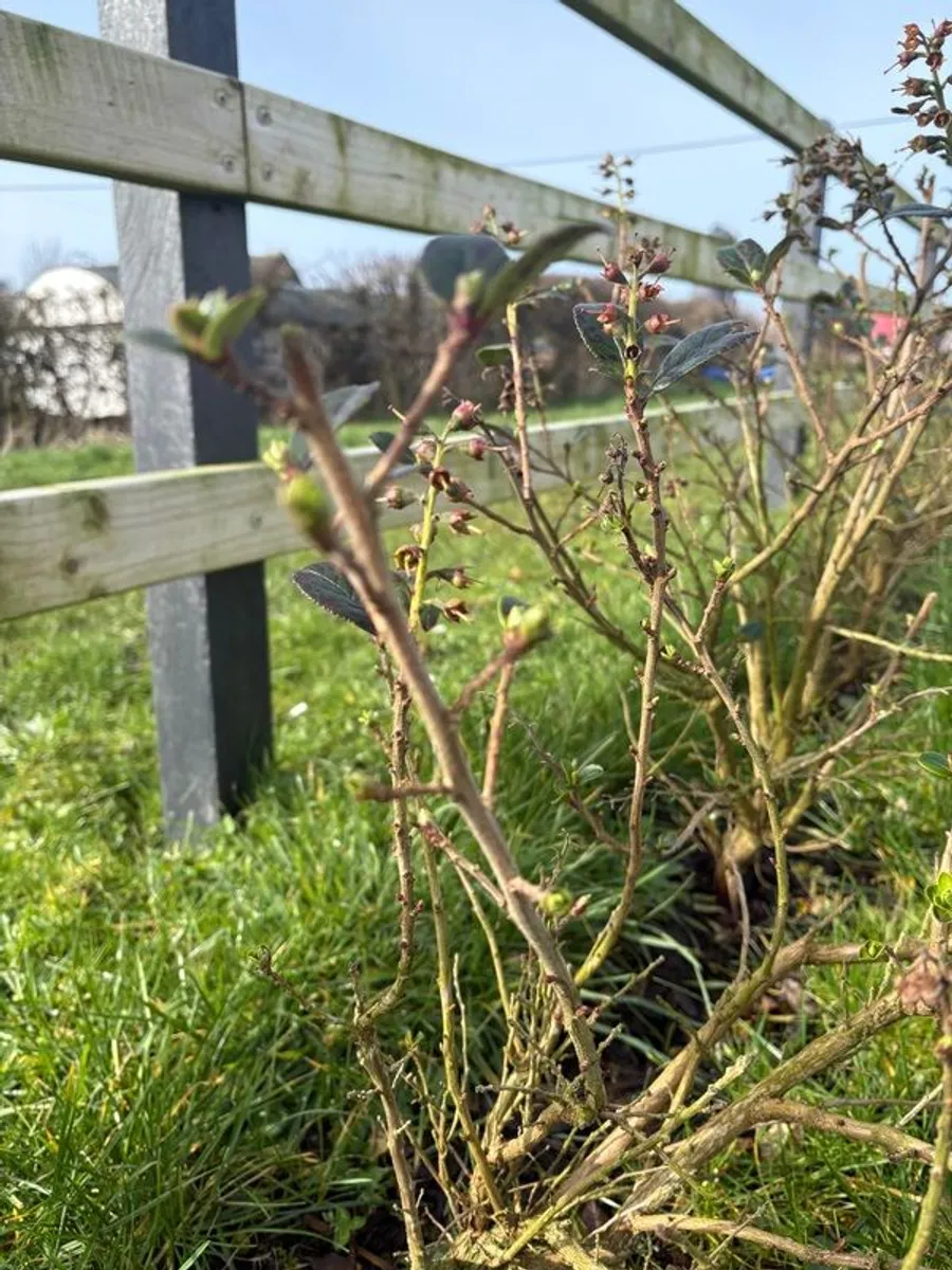 Escallonia Hedge - Image 4