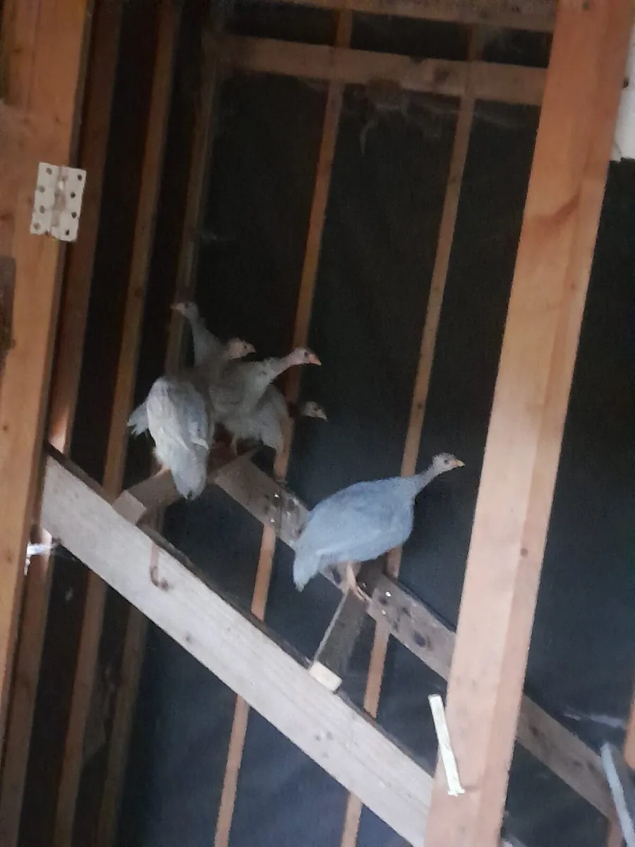 Ginefow and cross breed bantams for sale . - Image 2