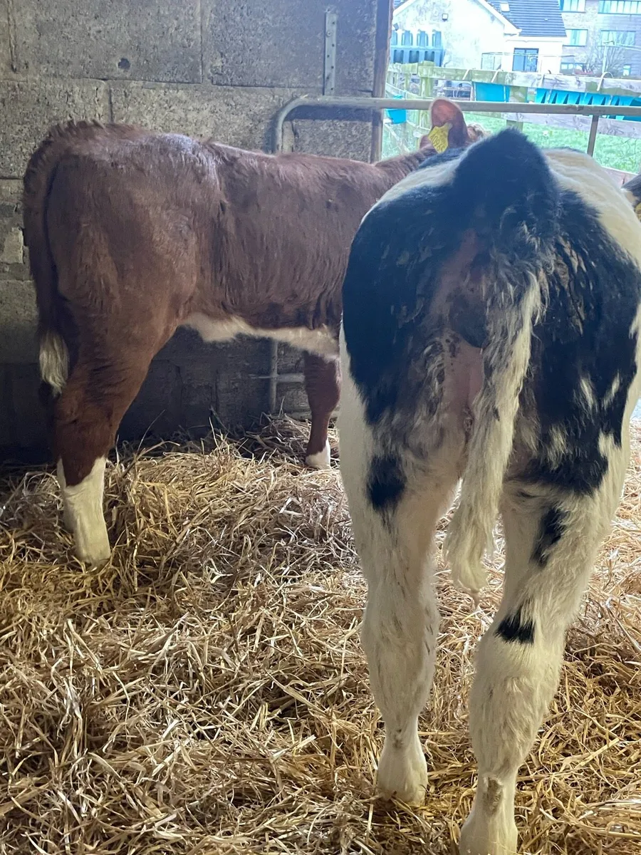 Proper Colored Heifer Calves - Image 2