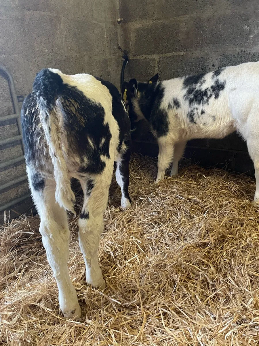 Proper Colored Heifer Calves - Image 3