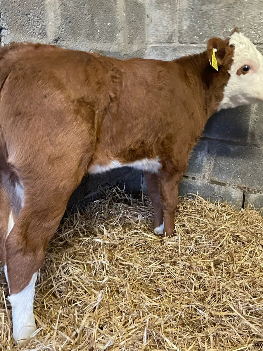 Proper Colored Heifer Calves - Image 1