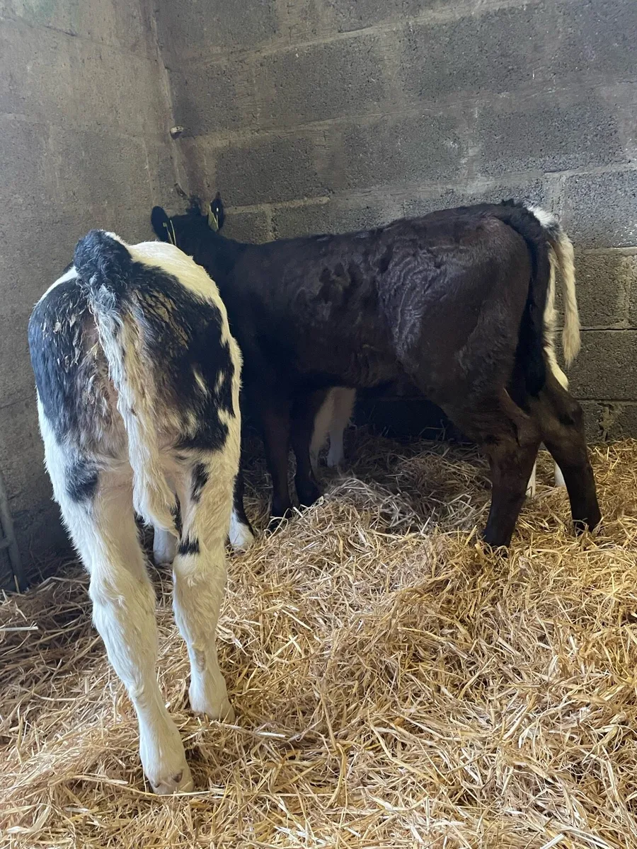 Proper Colored Heifer Calves - Image 4