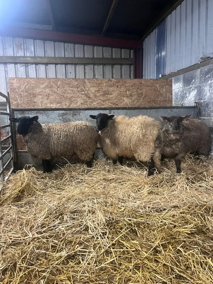 3 Suffolk cross ewe lambs - Image 2
