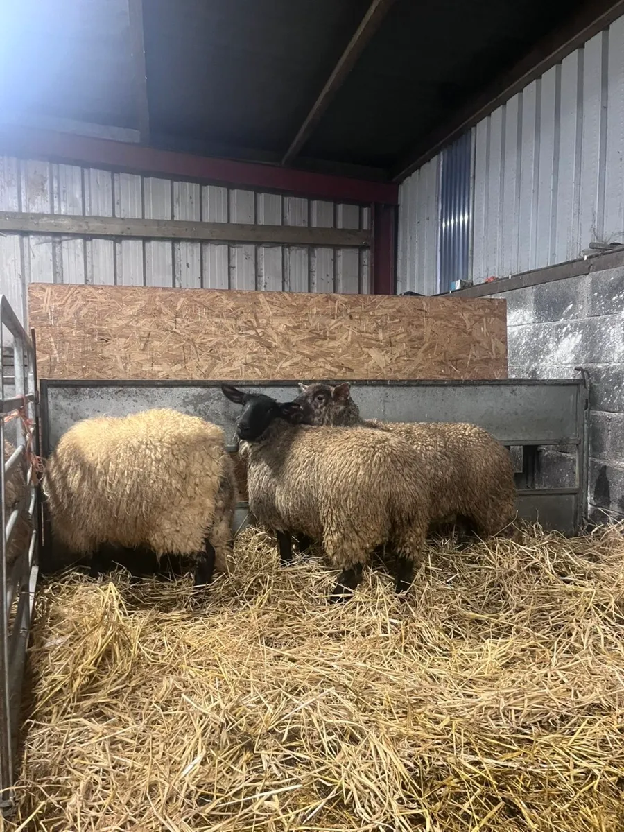 3 Suffolk cross ewe lambs - Image 3