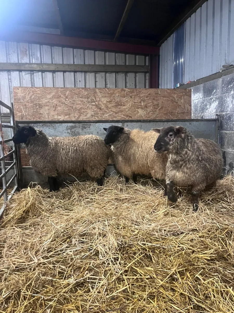 3 Suffolk cross ewe lambs - Image 1