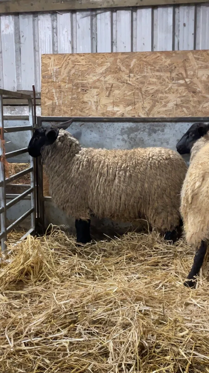 3 Suffolk cross ewe lambs - Image 4