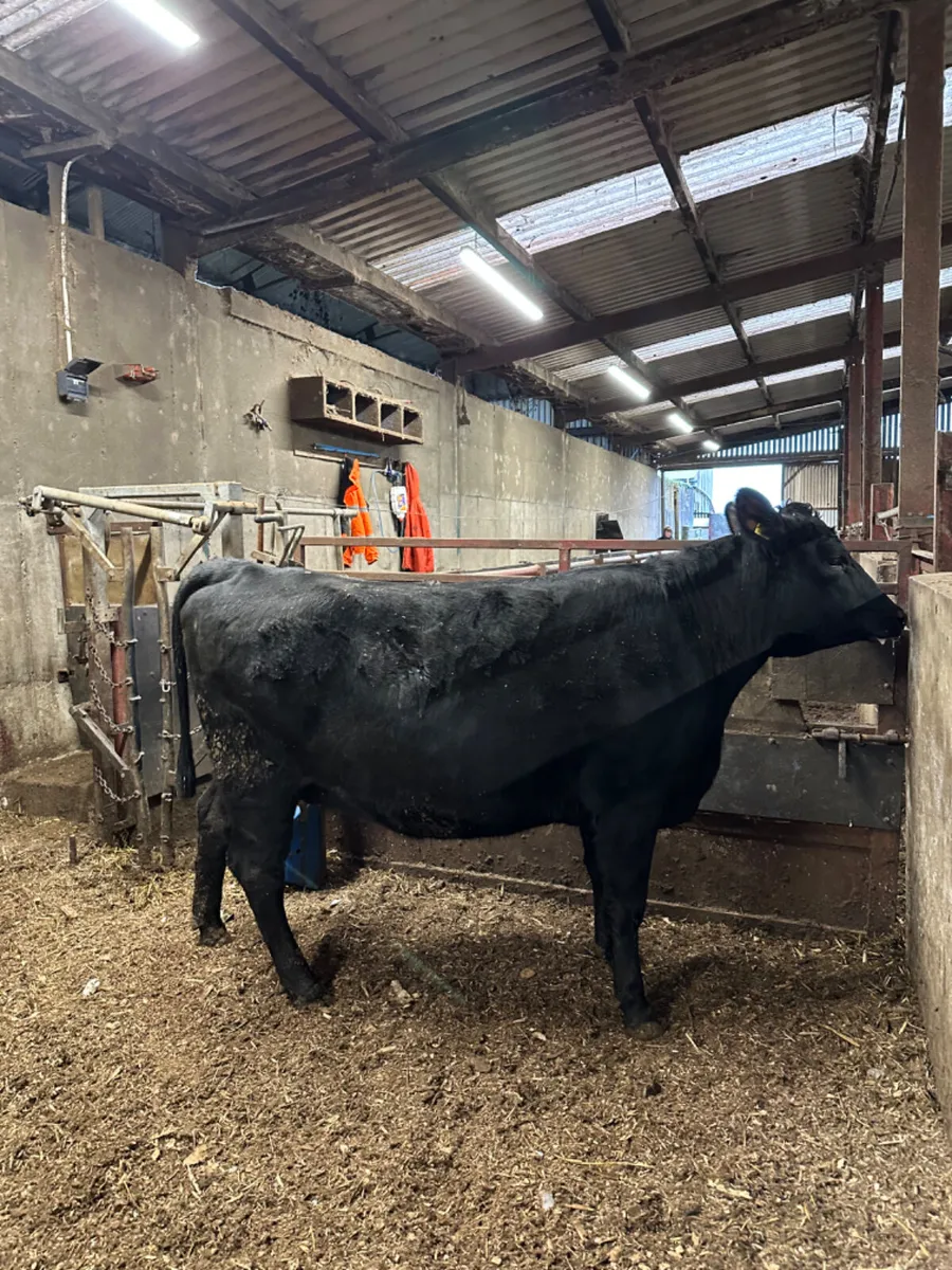 Springing Angus heifer - Image 1