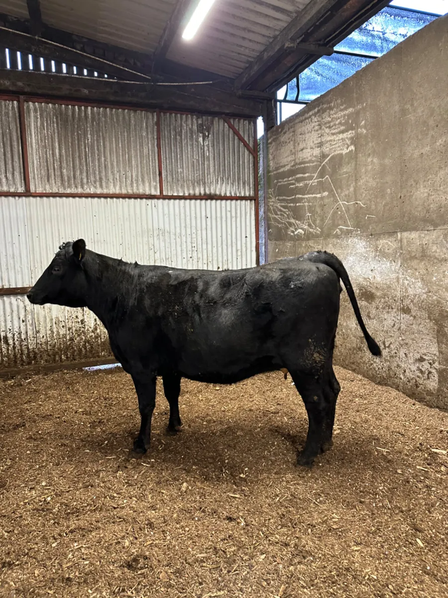 Springing Angus heifer - Image 3