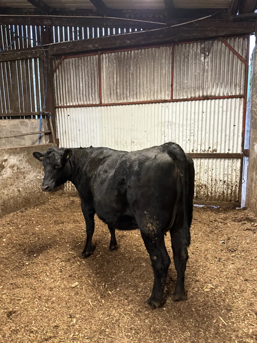 Springing Angus heifer - Image 4