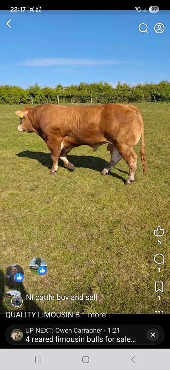 PURE BREED LIMOUSIN BULL - Image 1