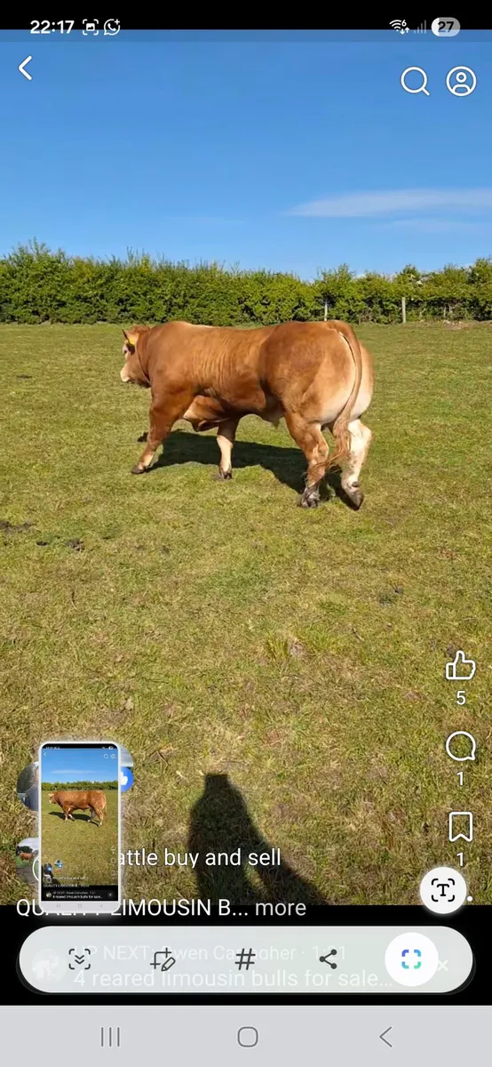 PURE BREED LIMOUSIN BULL - Image 2