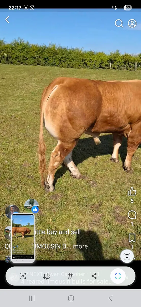 PURE BREED LIMOUSIN BULL - Image 3