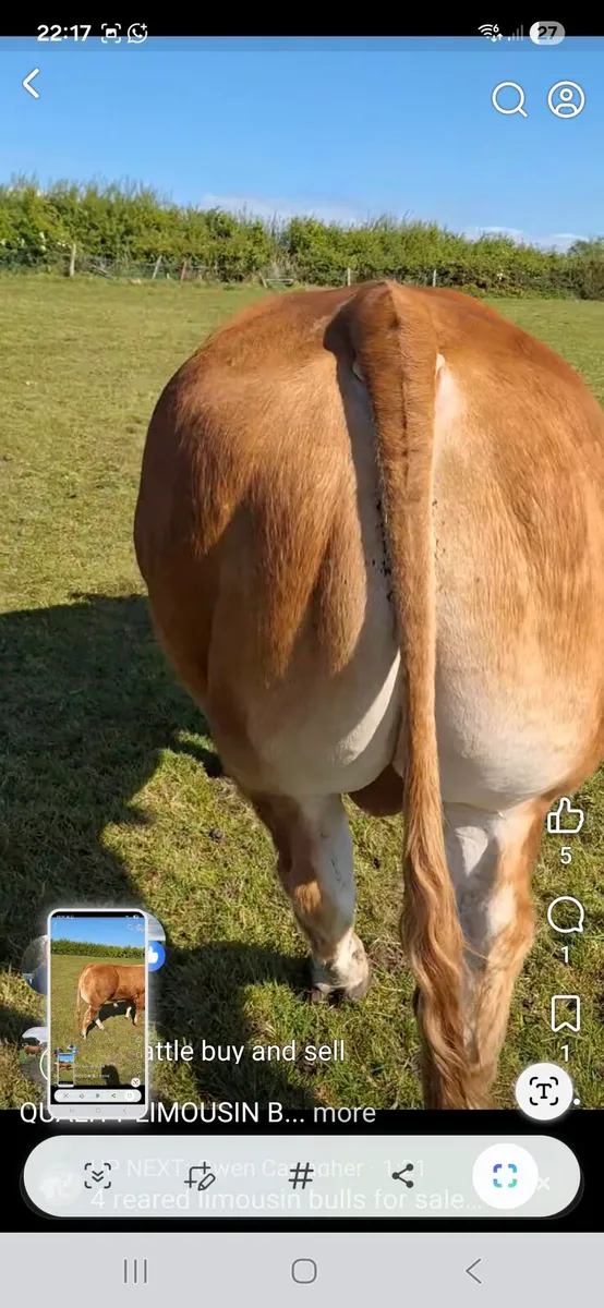 PURE BREED LIMOUSIN BULL - Image 4