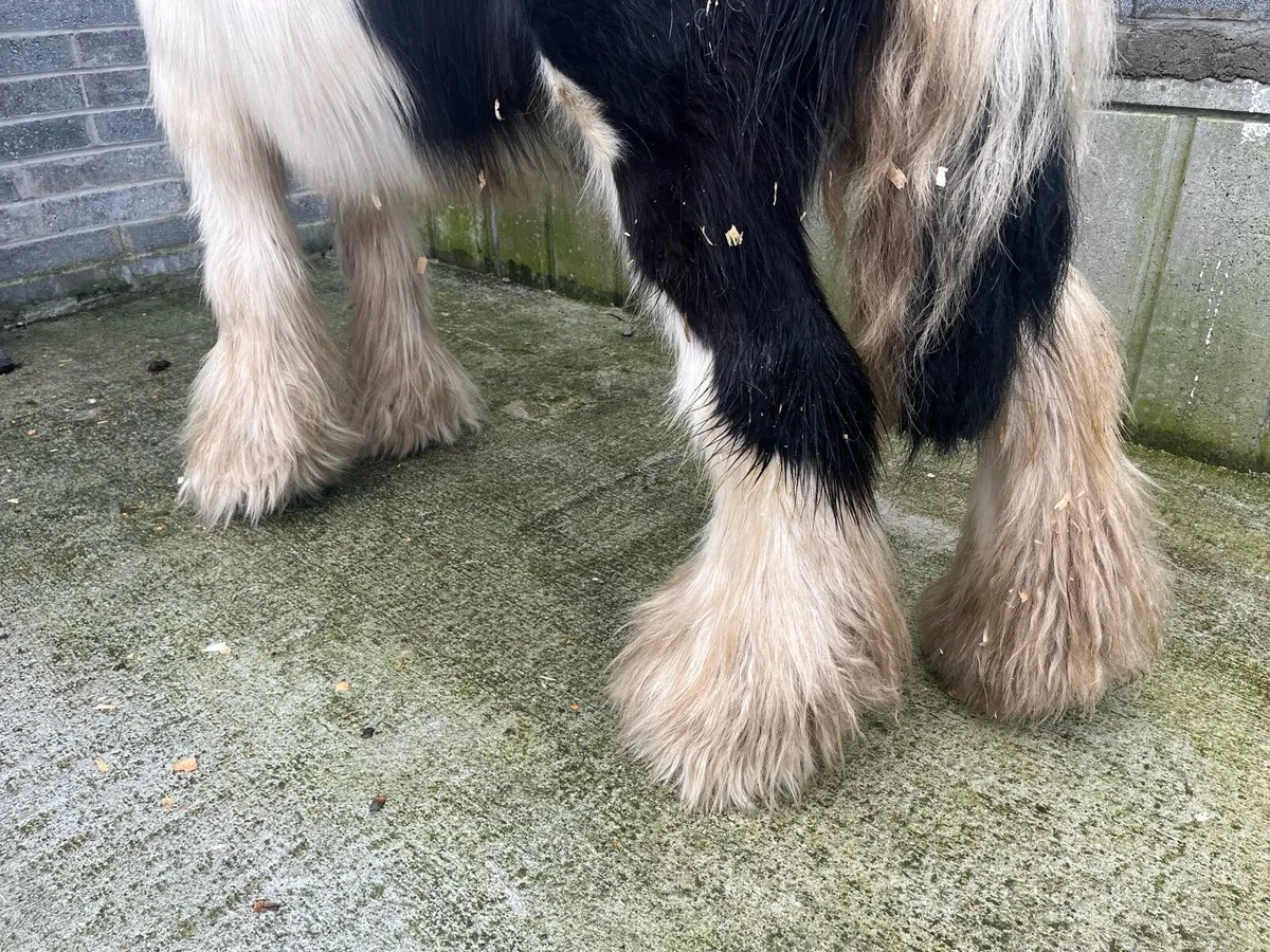 15 hands mare - Image 1