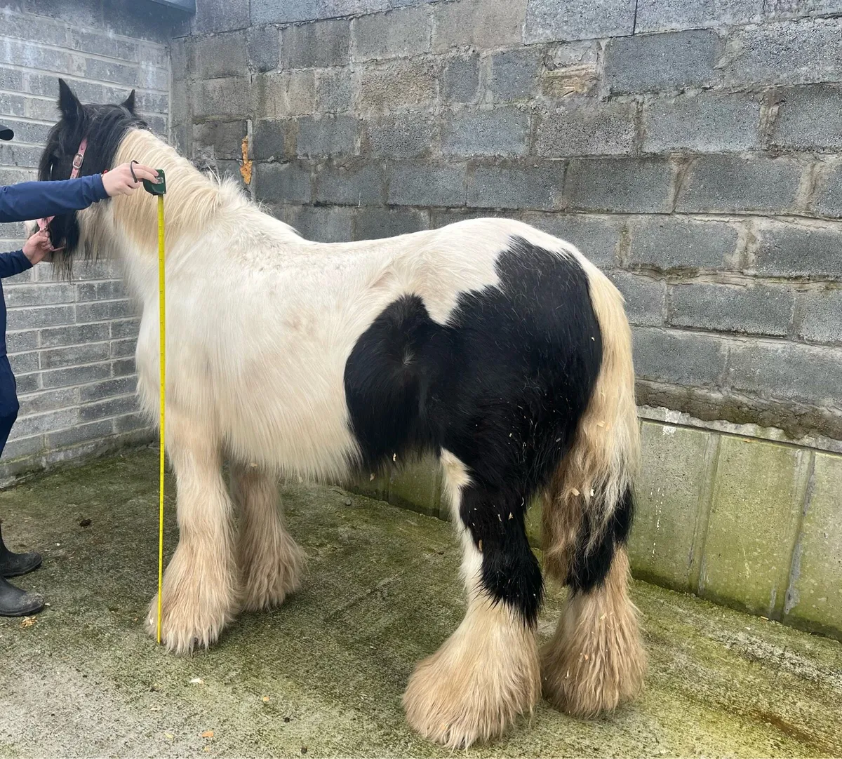 15 hands mare - Image 3