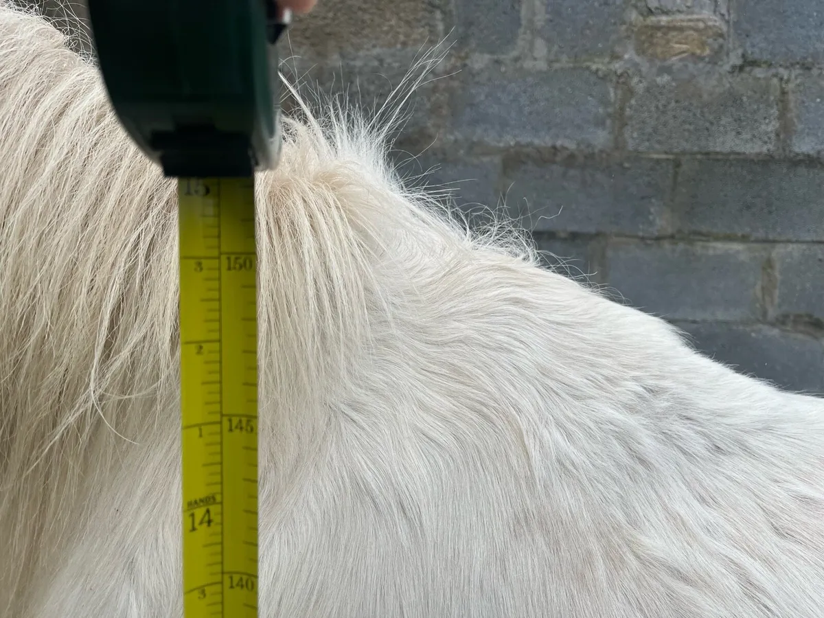 15 hands mare - Image 4