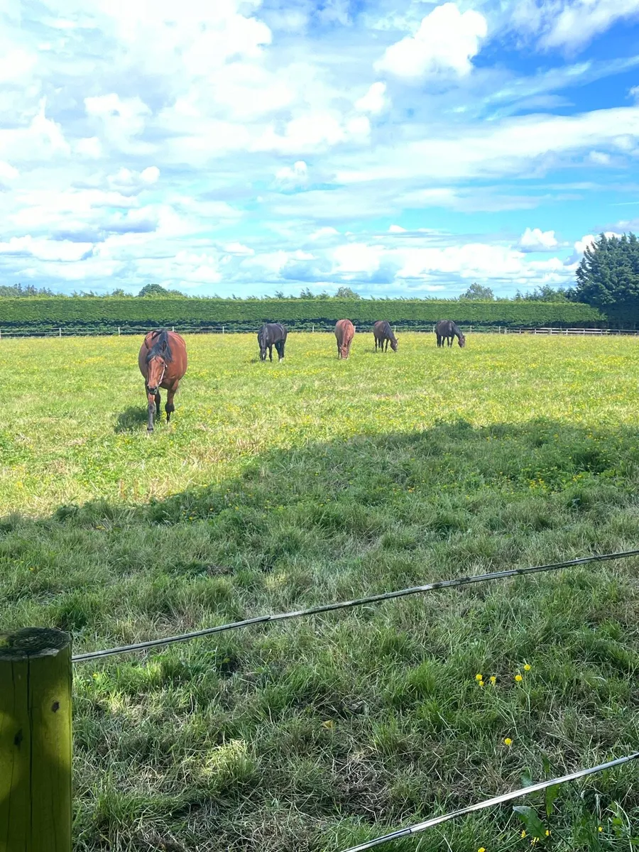 ISO Recipient mares - Image 2