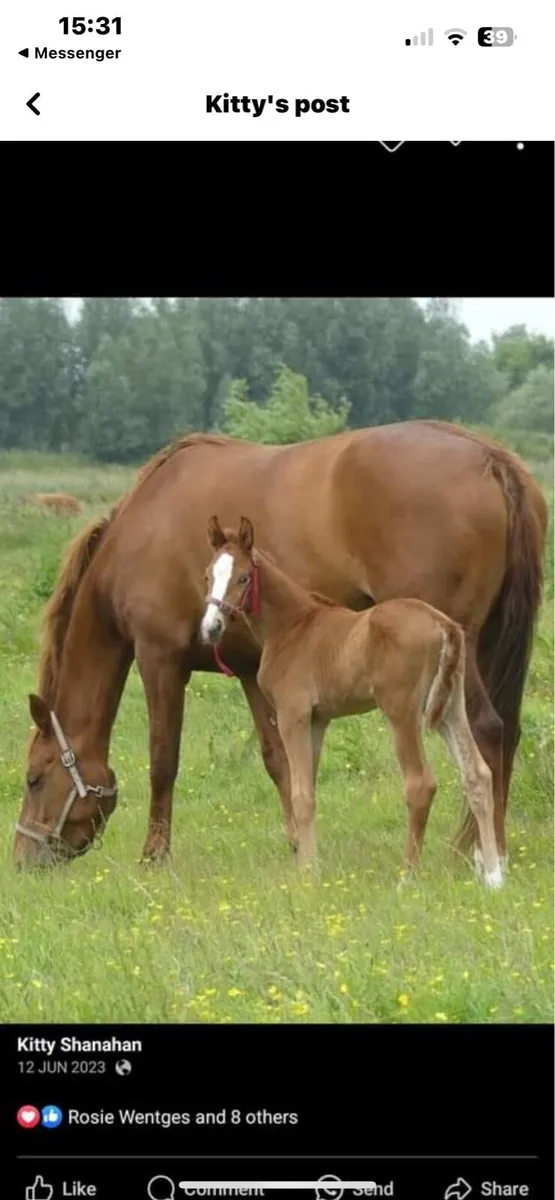 ISO Recipient mares - Image 3