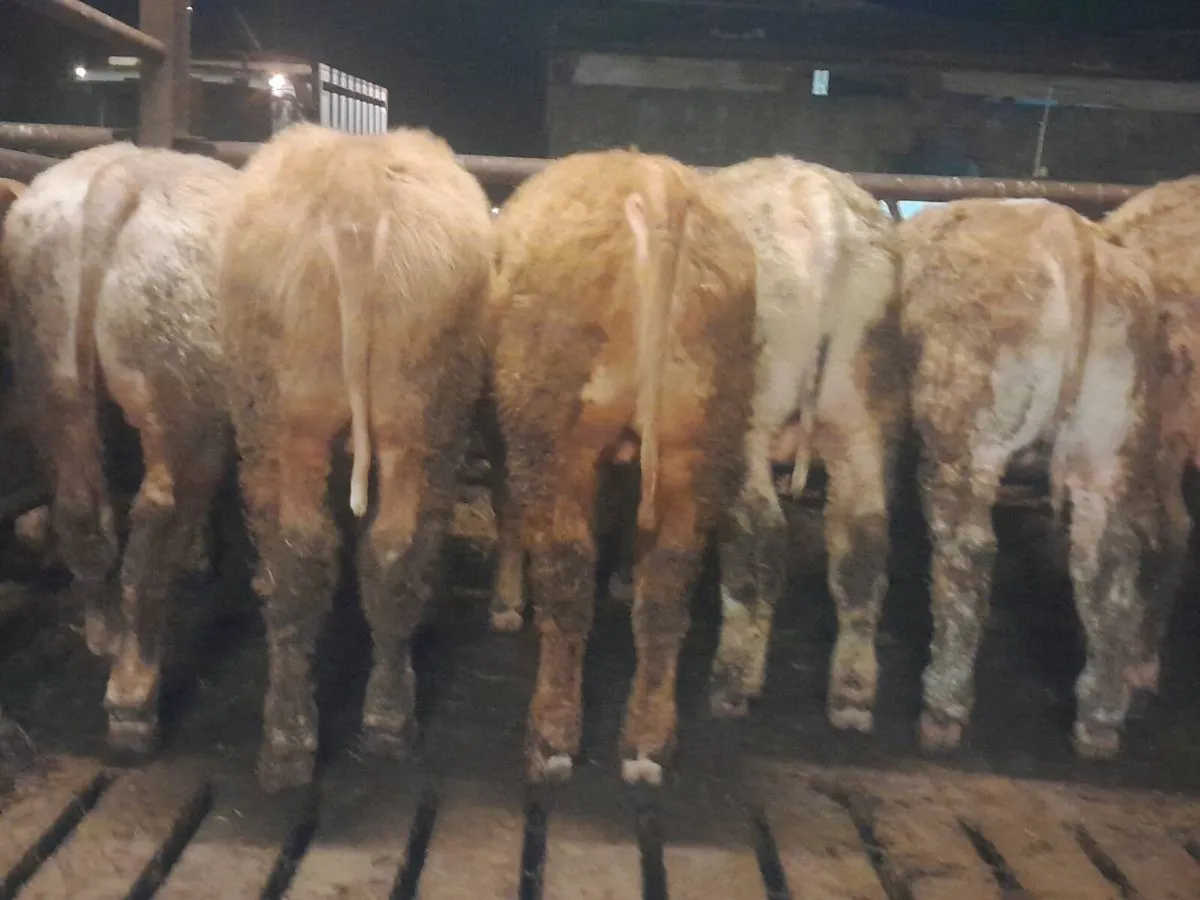 8 Smashing Charlaois bullocks 350kgs - Image 3